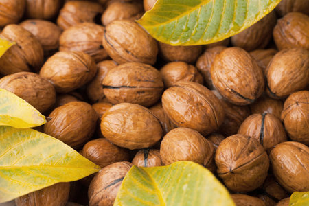 Walnuts in a shell background with leaves. Nut harvest.の写真素材