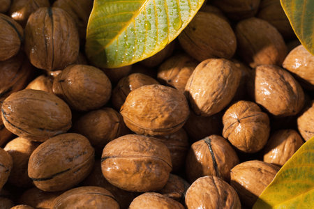 Background texture of a lot of walnut in the shell. Nuts and leaves.の写真素材