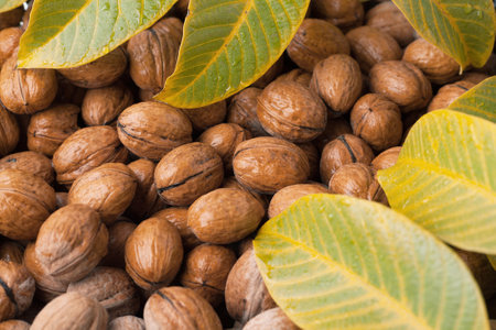 Walnuts in a shell background with leaves. Nut harvest.の写真素材