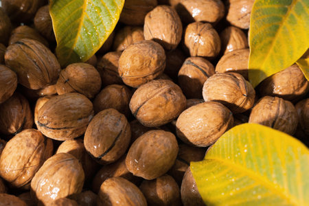Background texture of a lot of walnut in the shell. Nuts and leaves.の写真素材