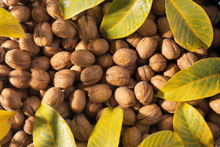 Walnuts in a shell background with leaves. Nut harvest.の写真素材