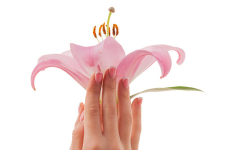 Female hands and lily bud isolated on white background.の写真素材