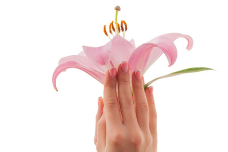 Female hands hold lily bud with fingers isolated on white background.の写真素材