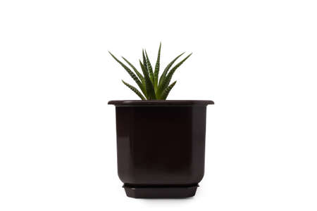 Haworthia fasciata in pot isolated on white background.の写真素材