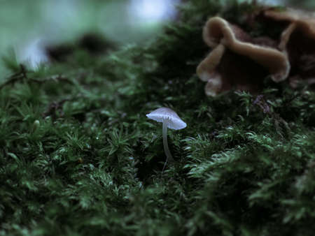 Small mushroom of white color on the background of forest fauna and moss in the macro close-up.の写真素材