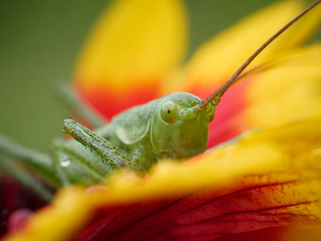 Grasshopper sits on a beautiful flower. Close-up macro photography.の写真素材