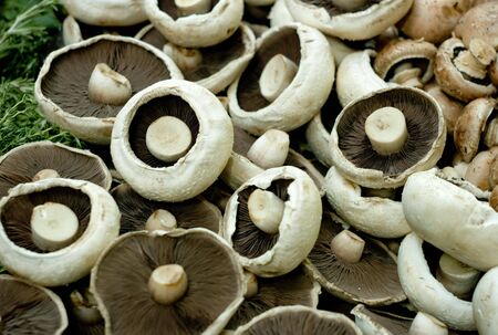 Mushroomsの写真素材