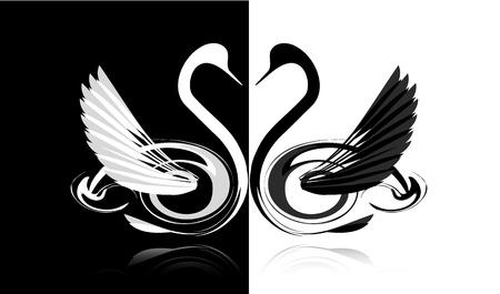 Black and white swans in loveのイラスト素材
