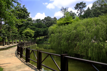 Natural green garden along the river.の写真素材