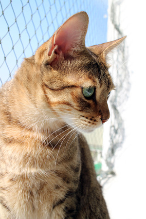 Brown cat in condo.の写真素材