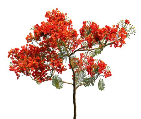 Red flower tree isolated.の写真素材