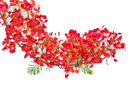 Red flower bush isolated.の写真素材