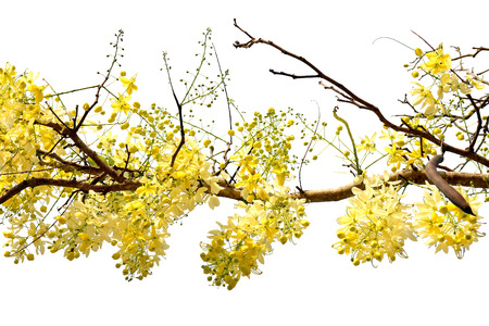 Golden shower tree Cassia fistula isolated on white background.の写真素材