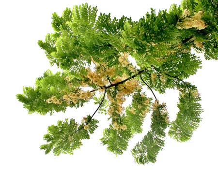 Golden shower tree Cassia fistula isolated on white background.の写真素材