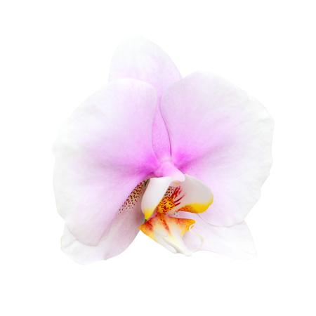 White orchid isolated on white.の写真素材