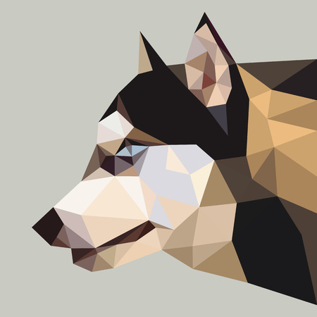 Siberian husky low polygon.のイラスト素材