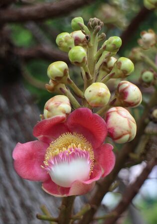 Cannonball Tree in daylight background.の写真素材