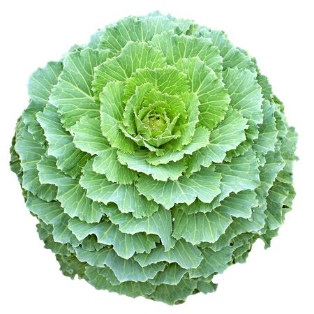 Longlived Cabbage in circular shape isolatedの写真素材
