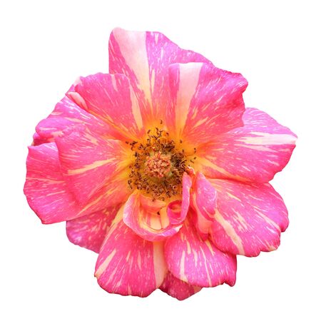 Pink rose isolatedの写真素材