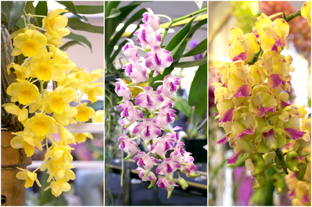 Colorful orchid Rhynchostylis giganteaの写真素材