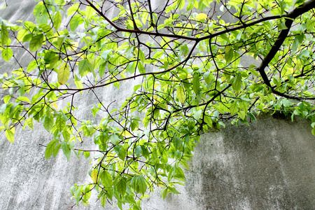 Old wall grunge background and green tree.の写真素材