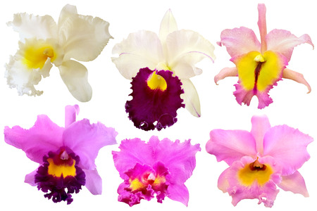Colorful orchid isolated on white backgroundの写真素材