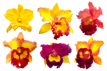 Colorful orchid isolated on white backgroundの写真素材