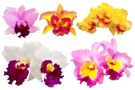Colorful orchid isolated on white backgroundの写真素材