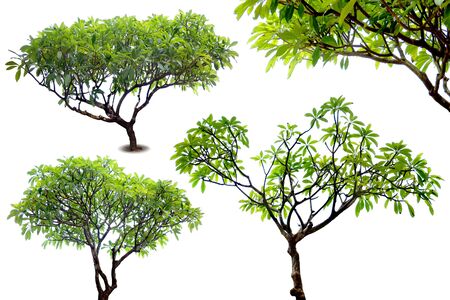 Set of temple tree isolatedの写真素材