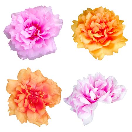 Set of 4 Pigweed isolatedの写真素材