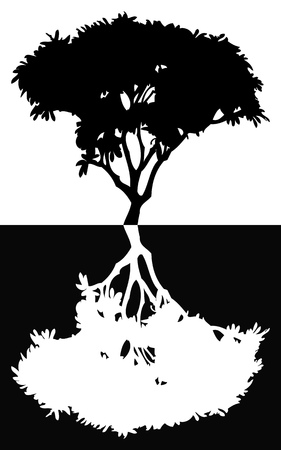 Plumeria tree isolatedのイラスト素材