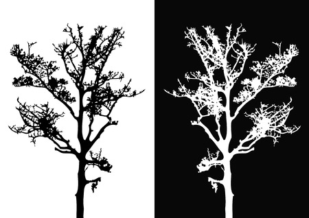 Tree isolated vectorのイラスト素材