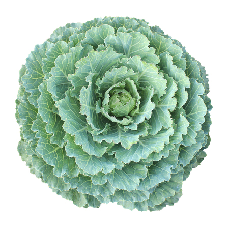 Green cabbage isolated - top viewの写真素材