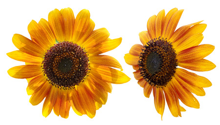 Red sunflower isolatedの写真素材