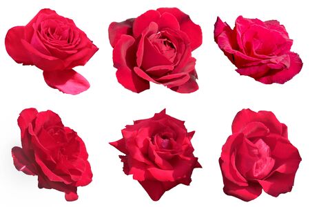 Set of red rose isolatedの写真素材