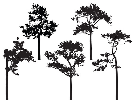 Set of five pine tree silhouette vectorのイラスト素材