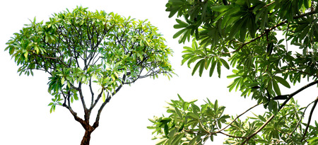 Green fresh leaf on center group branches, white background isolated. (Temple Tree, West Indian Jasmine, Pagoda Tree)の写真素材