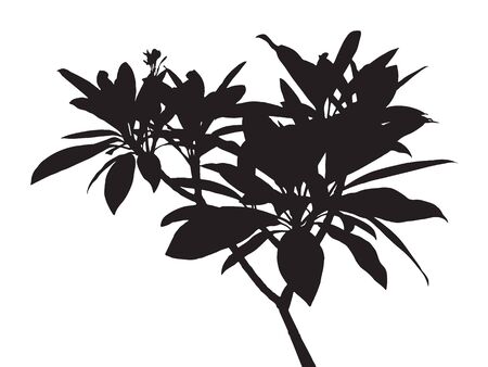 Tree isolated vector, black shadow leaf, bush outline forest, gray plant shape, foliage contour, botany silhouetteのイラスト素材