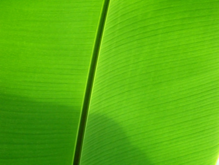 One flat banana leaf background, glossy green line natural texture, fresh tree surface, blank space templateの写真素材