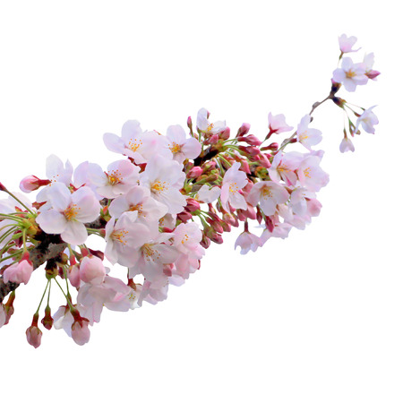 Full bloom sakura flower tree isolated   pink japan flora bush, spring floral branch on white background. Treetop of Cherry blossom petal leaf.の写真素材