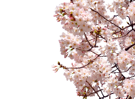 Full bloom sakura flower tree isolated, pink japan flora bush, spring floral branch on white background. Treetop of Cherry blossom petal leaf.の写真素材