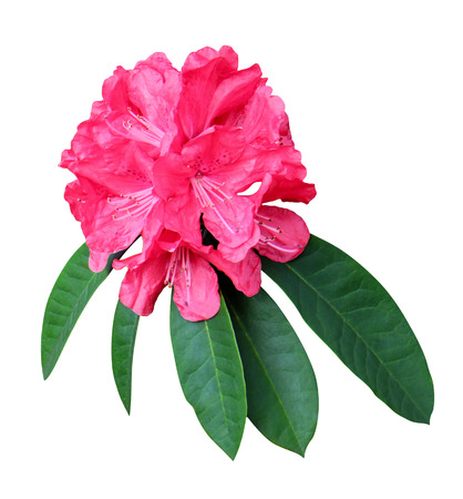 Red Rhododendron bush and fresh green leaf isolated on white background  pink flower treetop.の写真素材