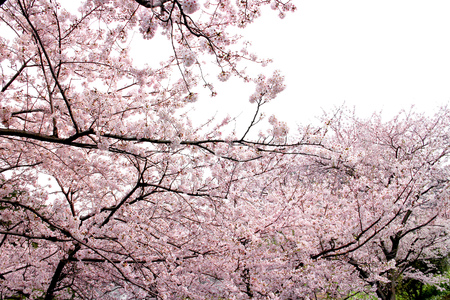 Full bloom sakura flower tree isolated, pink japan flora bush, spring floral branch on white background. Treetop of Cherry blossom petal leaf.の写真素材