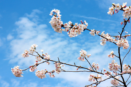 Full bloom sakura flower tree isolated, pink japan flora bush, spring floral branch on blue sky. Treetop of Cherry blossom petal leaf on black woodの写真素材
