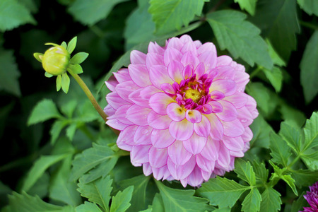 Big pink dahlia with red petal, small yellow bud and green leaves on black backgroundの写真素材