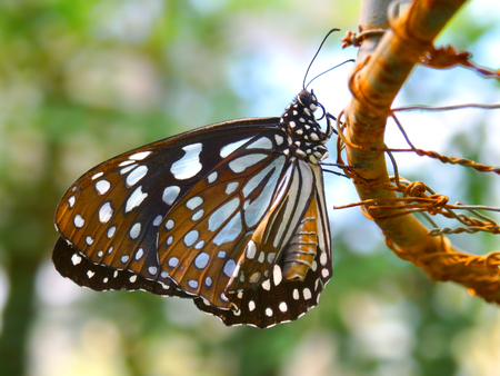 Butterfly black wings blue dots pattern on rusted steel wire, green leafy foliage bokeh backgroundの写真素材