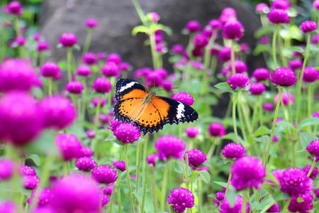 The beautiful flying orange and red butterfly in meadow park, Leopard Lacewing butterfly on purple amaranth flower, close up of black dotted insect on green leaf black rock garden backgroundの写真素材