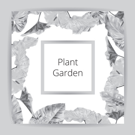Big flat leaf grey textbox isolated on white background, gray line square package, fresh palm treetop border, leafy Araceae plant tree frame, large fern Colocasia esculenta foliage label box template.のイラスト素材