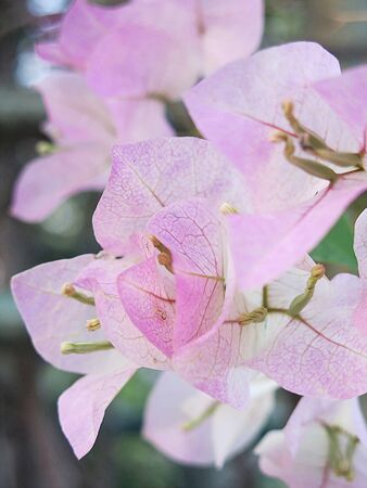 Pink Flower 