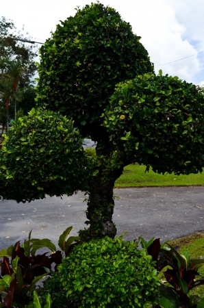 Siamese rough bushの写真素材